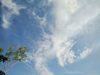 Low angle view of flowering plant against blue sky