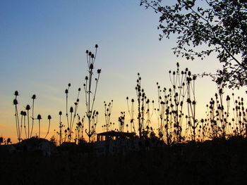 Silhouette plants on field against clear sky during sunset