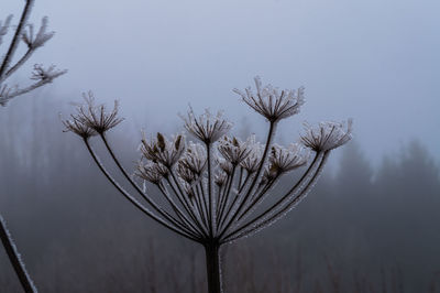 Close-up of frozen plant against clear sky during winter