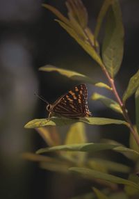 Close-up of butterfly pollinating flower