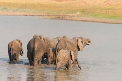 View of elephant drinking water in lake