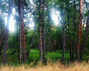 Trees in forest