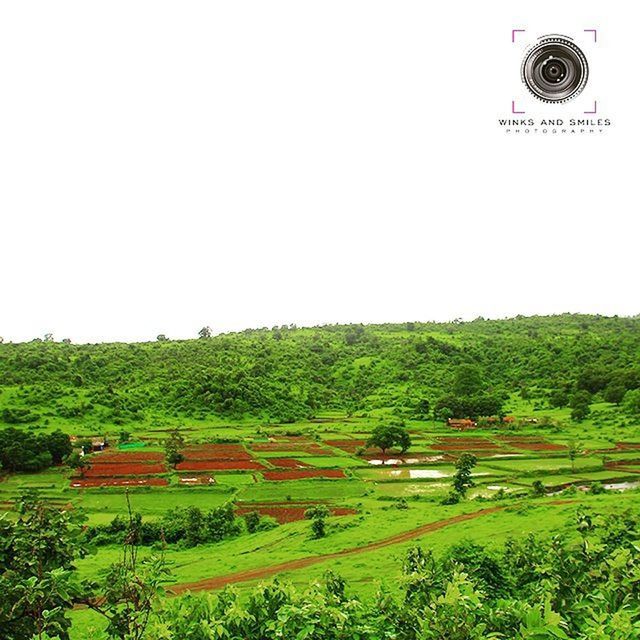 field, landscape, clear sky, grass, agriculture, rural scene, green color, copy space, tranquil scene, tranquility, growth, farm, tree, nature, beauty in nature, scenics, crop, day, cultivated land, green