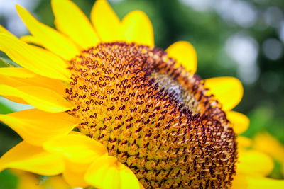 Close-up of sunflower