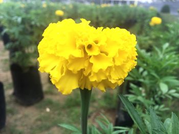 Close-up of yellow marigold flower