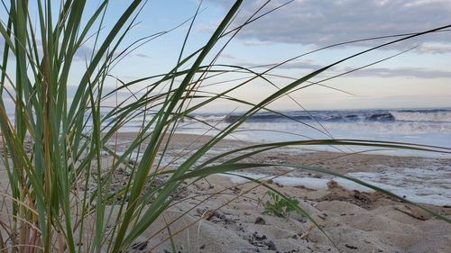 Plants growing on beach against sky