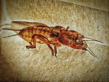 Close-up of dead animal