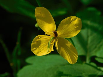 Close-up of yellow flowering plant