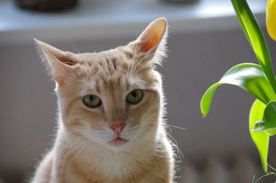 Close-up portrait of a cat