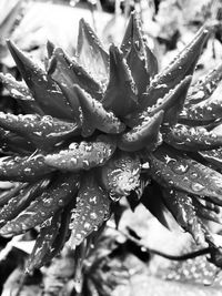 Close-up of water drops on flower