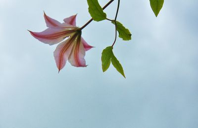 Low angle view of pink flowering plant against sky