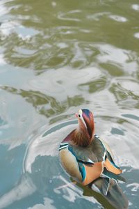 High angle view of duck swimming in lake