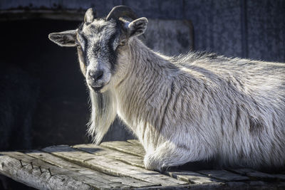 A white horned goat on the farm