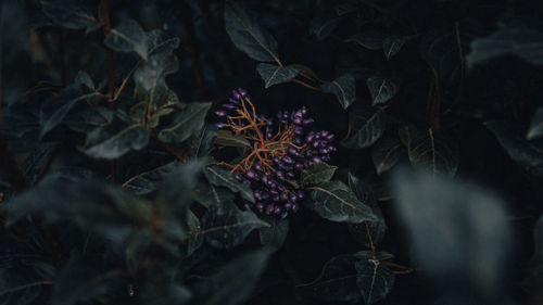 High angle view of wilted flowers on land