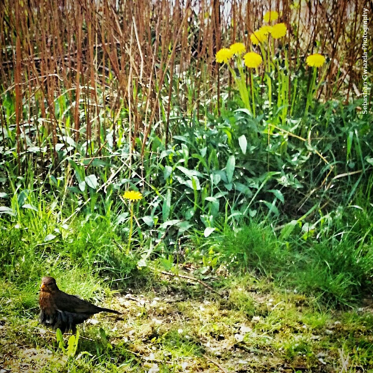 YELLOW FLOWERS GROWING ON FIELD