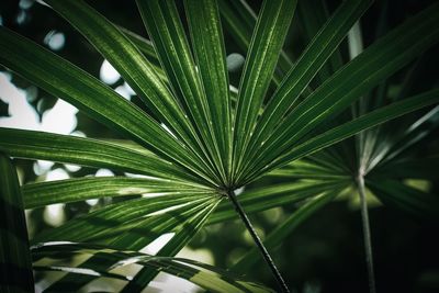 Close-up of palm tree