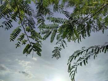 Low angle view of tree against sky