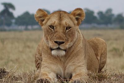 Portrait of an animal on field