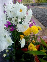 Close-up of yellow flowers blooming outdoors