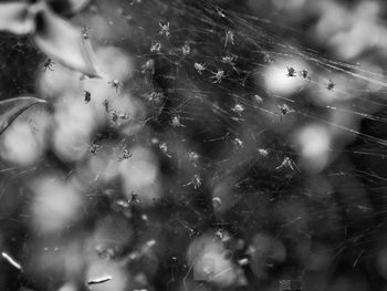 Close up of blurred motion of tree