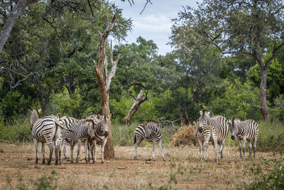 Zebras in a field