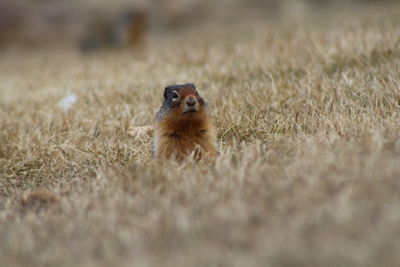 Portrait of squirrel on field