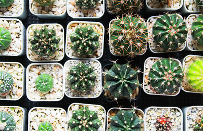 Full frame shot of potted plants