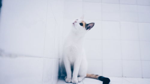 Cat looking away while sitting on floor against white wall