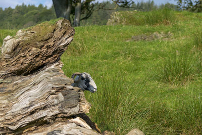 Bird on tree trunk