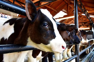 Close-up of cow in shed