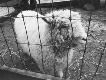 Close-up of goat in zoo