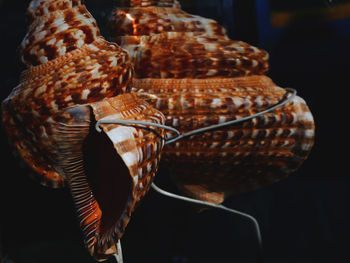 Close-up of turtle in basket
