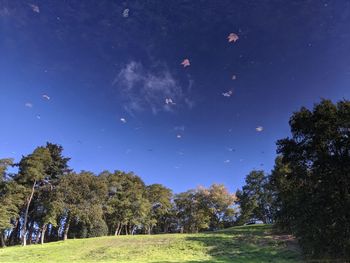 Scenic view of trees on field against sky at night