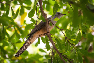 Low angle view of bird perching on tree