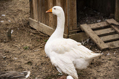 Side view of a bird on land