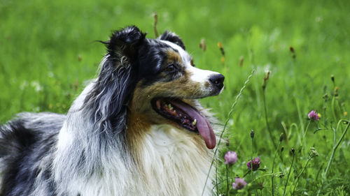 Close-up of dog looking away on field