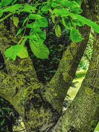 High angle view of green leaves on tree trunk