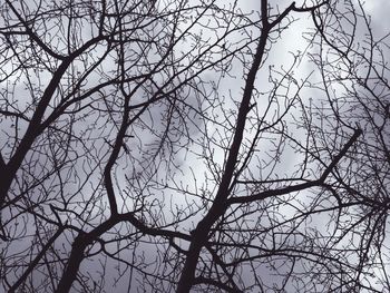 Low angle view of bare trees against sky