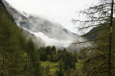 Scenic view of forest against sky