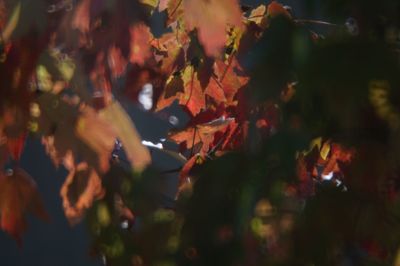 Close-up of maple leaves during autumn