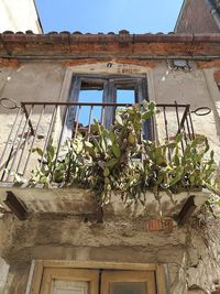 Low angle view of potted plants against window