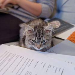 Close-up of cat with open book on table