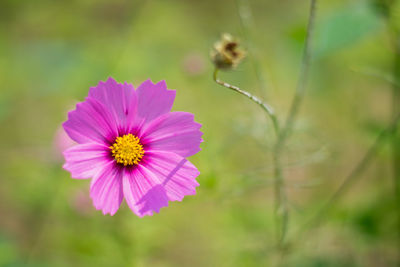 Close-up of pink cosmos flower