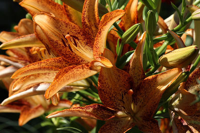 Close-up of plant