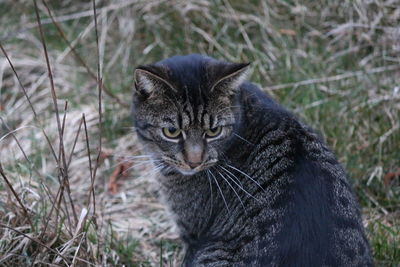 Portrait of cat on field