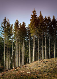 Trees in forest against sky