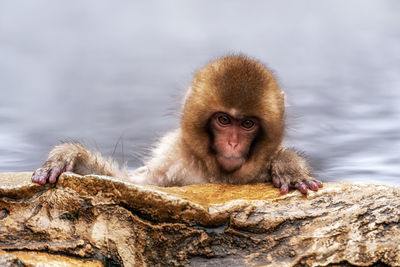 Snow monkeys, japanese macaque, relaxing by the hot spring water in jigokudani monkey park, japan.