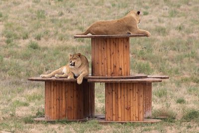 Cat relaxing on wood