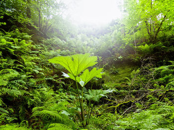 Green leaves on tree