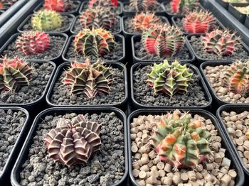High angle view of potted plants in greenhouse